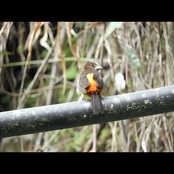 Avistamiento de aves en Ebéjico Antioquia 2