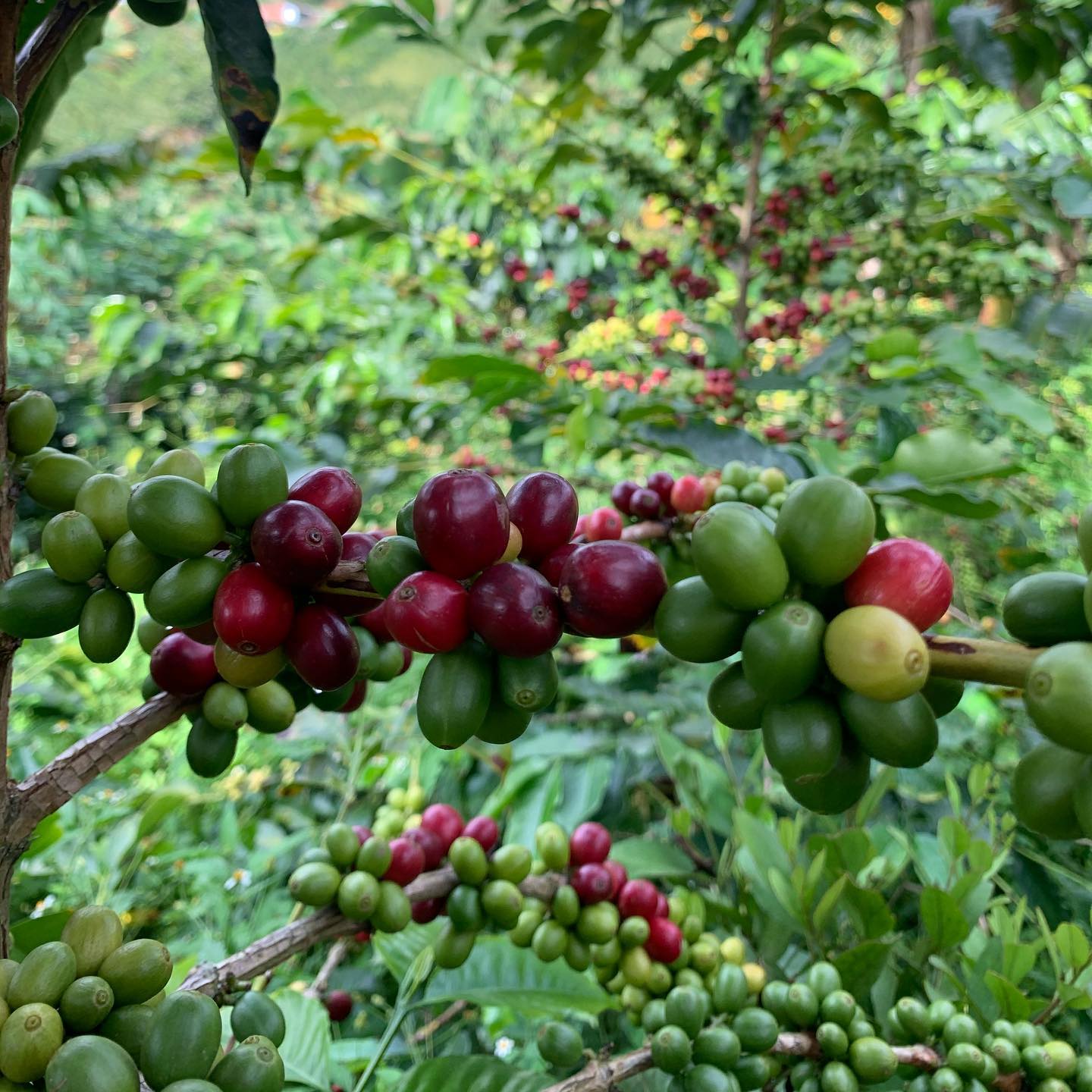 Café y Cacao